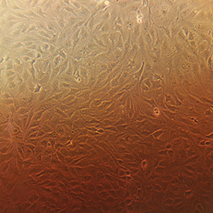 细胞培养基_友康 nc0201 mdck细胞无血清培养基 500ml/瓶 - 阿里巴巴