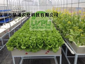 深圳绿浦深液流法栽培 dft栽培 水耕培 无土栽培