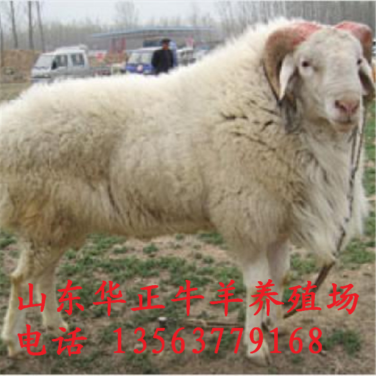 羊-养殖小尾寒羊 山东羊 各种品种山羊专供 波
