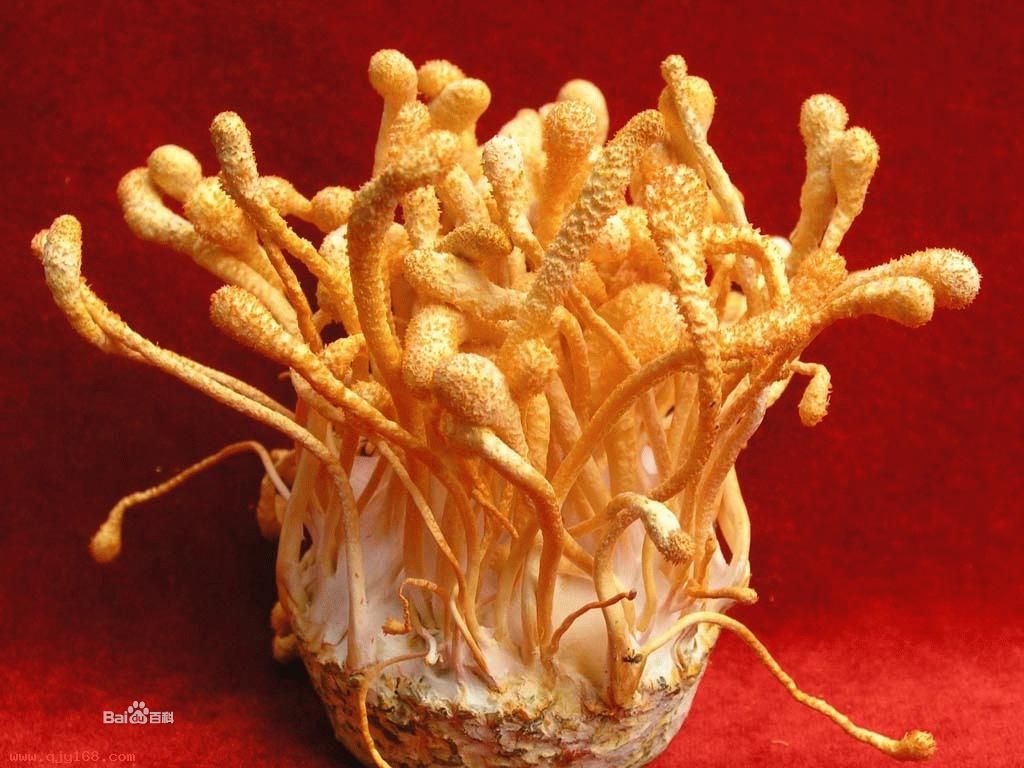 用途:广泛别名:蛹虫草提取物主要成分:虫草多糖产地/厂商:西安规格:30