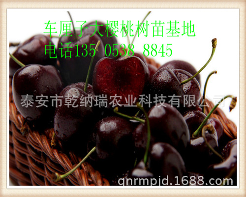 车厘子樱桃苗