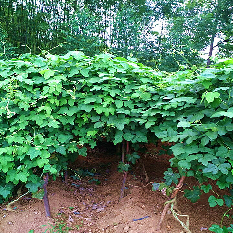 藤县优质葛苗 无渣葛苗