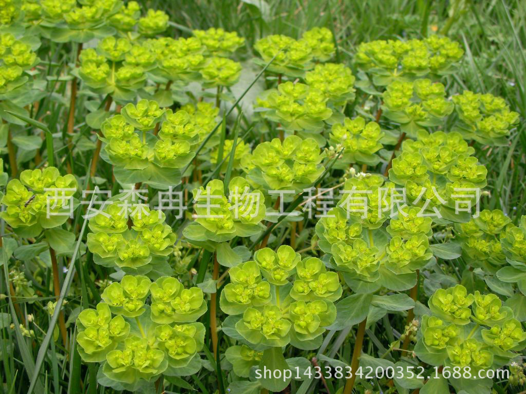 泽漆粉泽漆浓缩粉