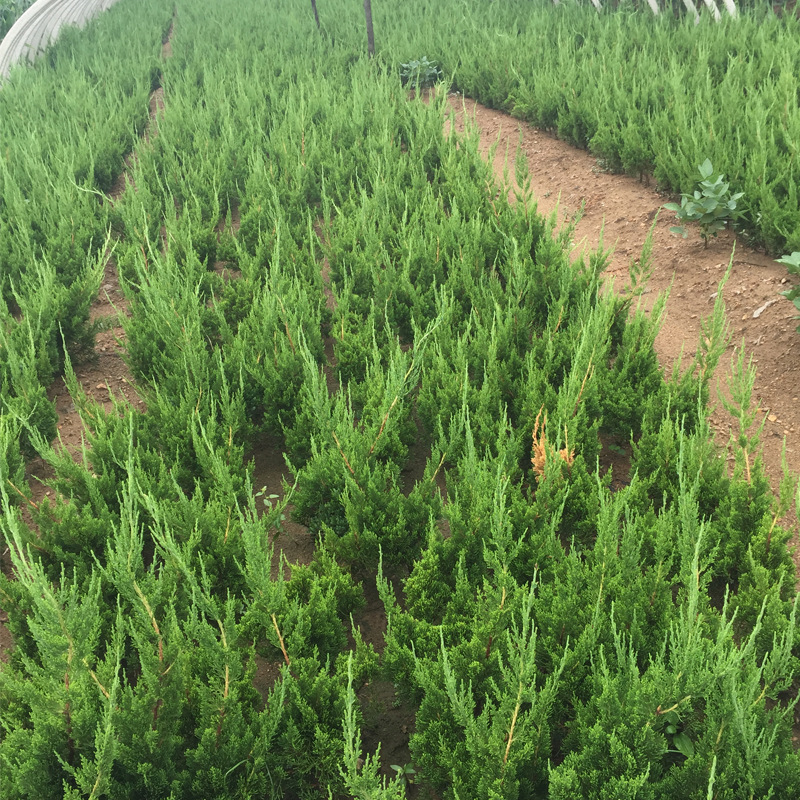 特惠出售1米高小龙柏 高成活率小龙柏优选日照绿影 自有园林苗圃