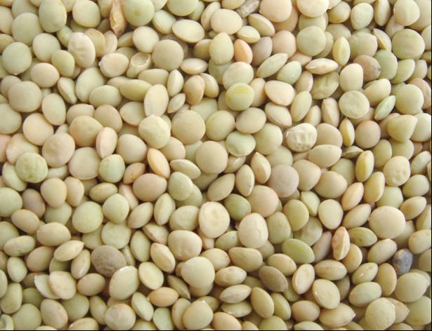 批发供应高质量的 【量大从优】 扁豆