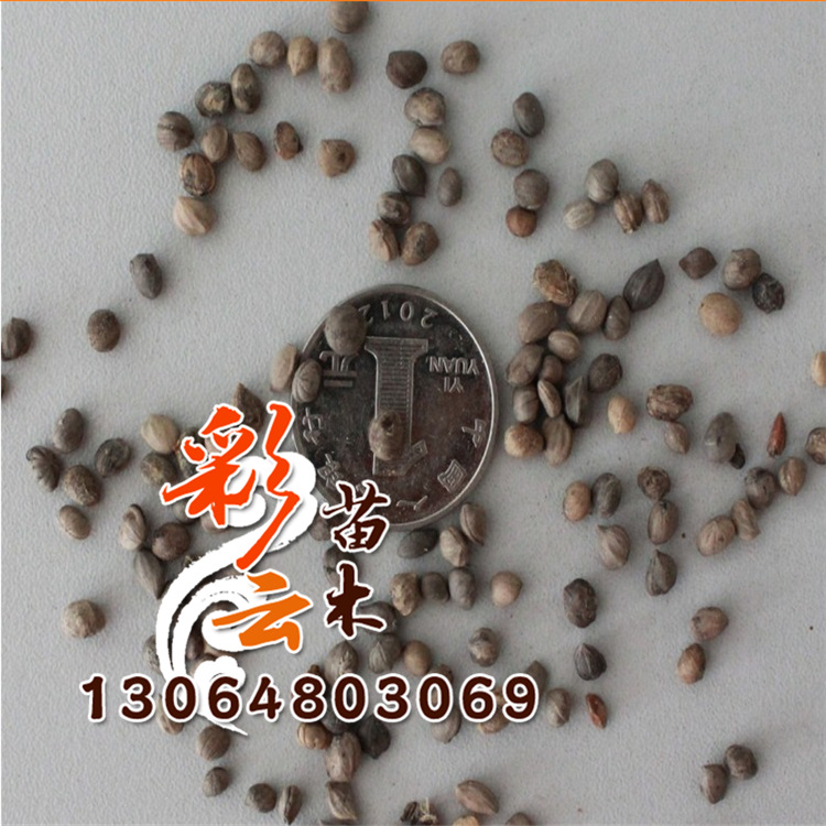 红瑞木种子批发 量大优惠 红瑞木种子价格 发芽率高 林木种.