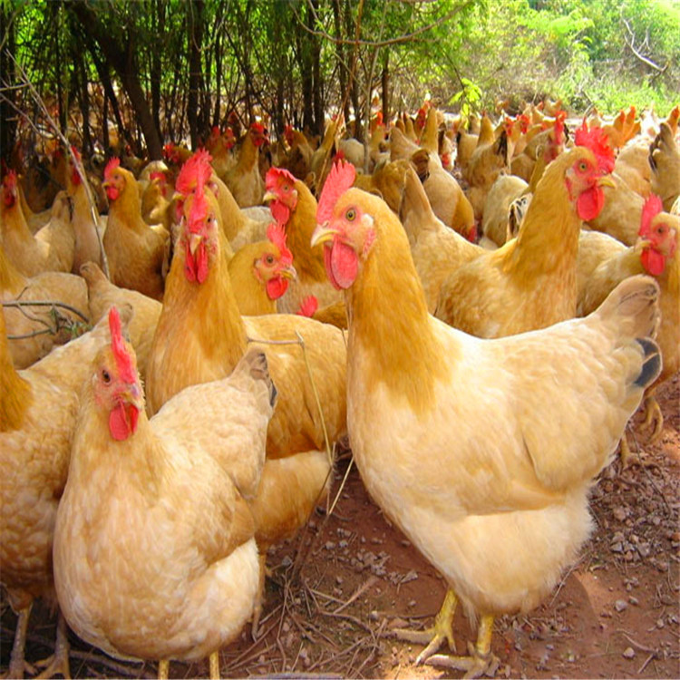 冷冻清远三黄鸡冰鲜三黄鸡