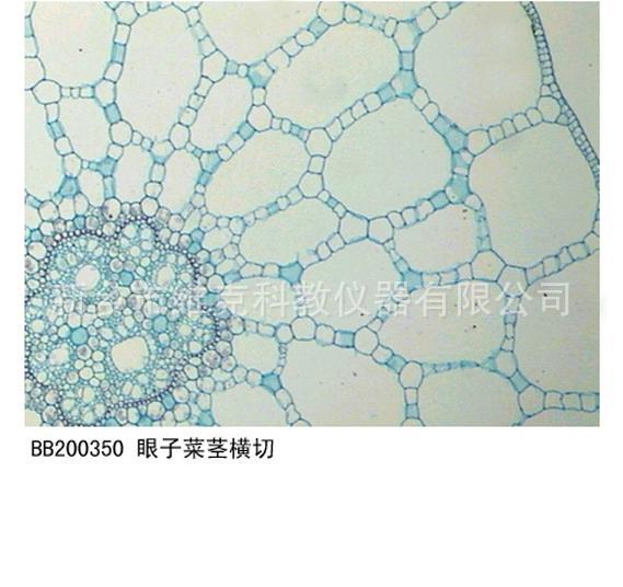 眼子菜茎横切 生物切片 植物类装片 茎及茎的变态 显微镜专用