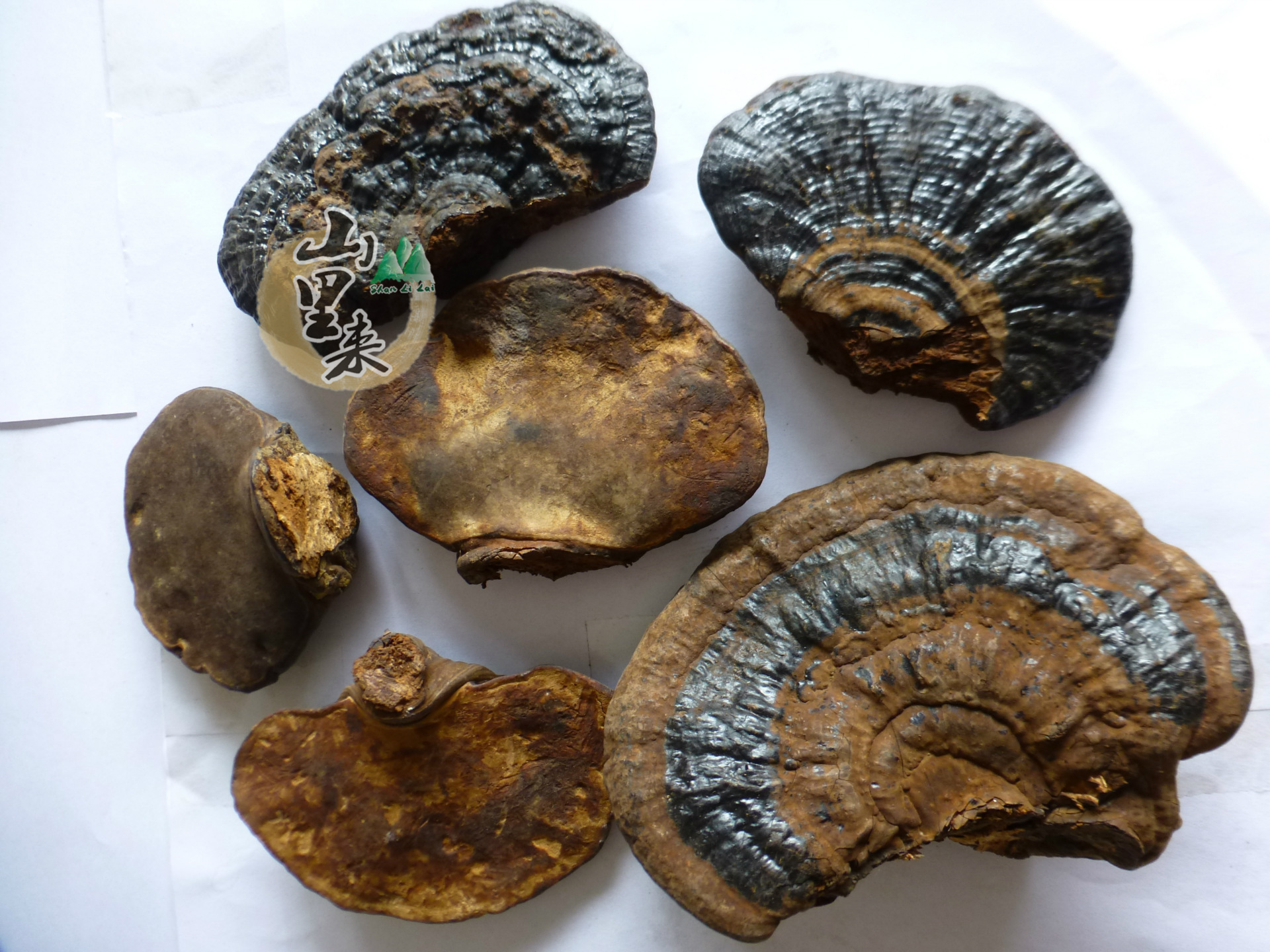 降三高 野生无柄紫灵芝 云南野生无柄紫芝 黑灵芝批发