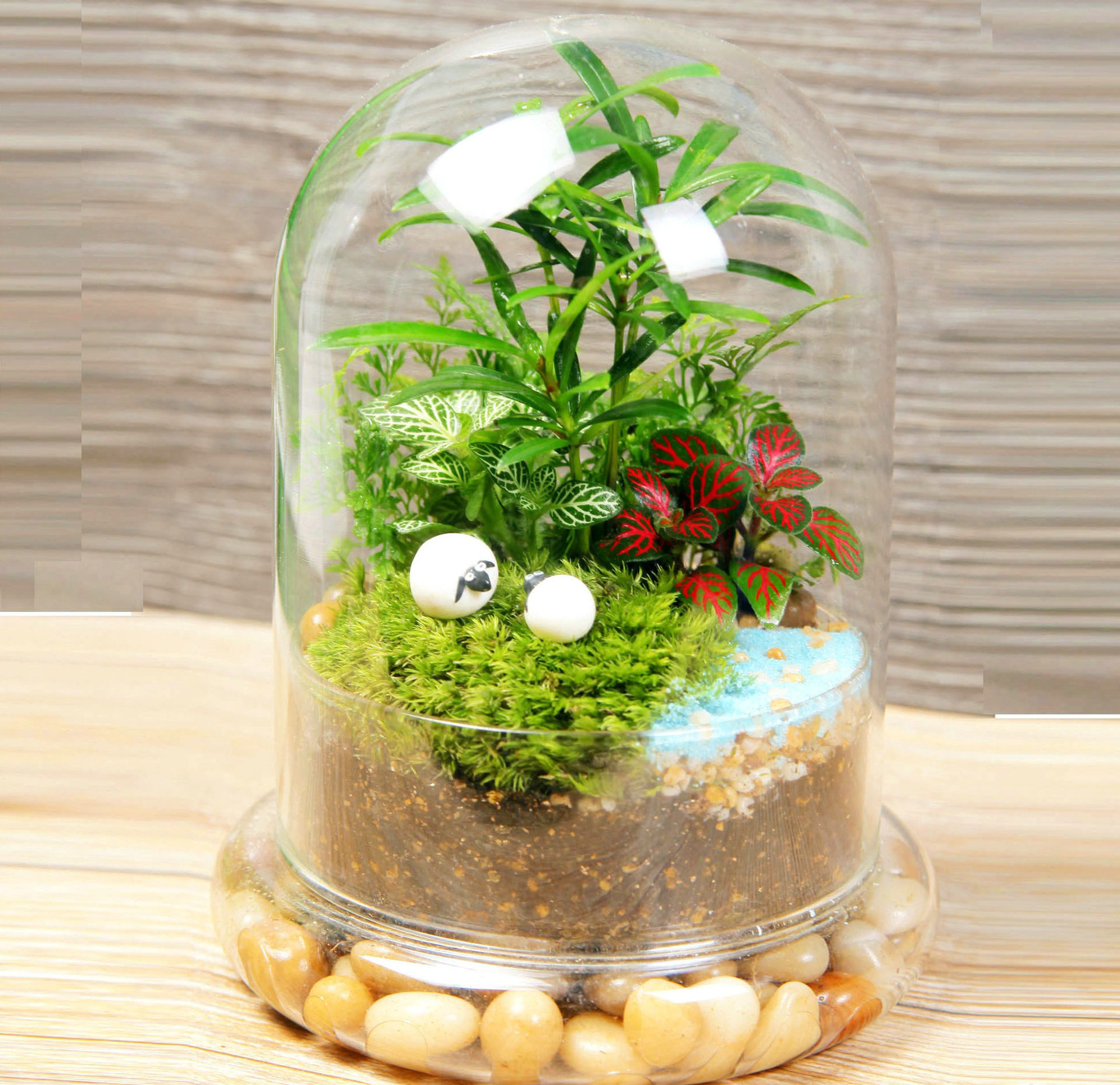 精品推荐 创意大号微景观生态瓶 苔藓微景观生态瓶 高档水培花瓶