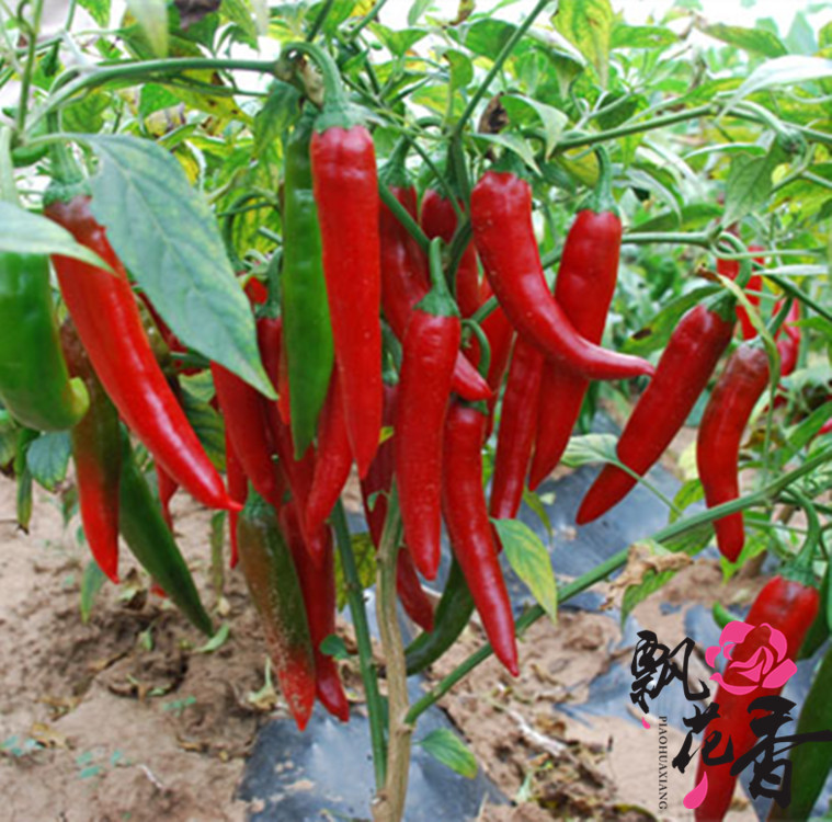 批发辣椒种子菜种红辣椒青辣椒朝天椒种子