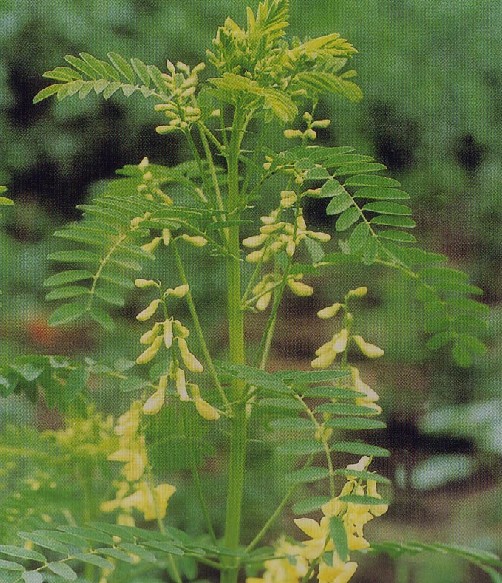 中药材黄芪 制黄芪 益气补中 固表 补气良药 28元/kg 大选片68