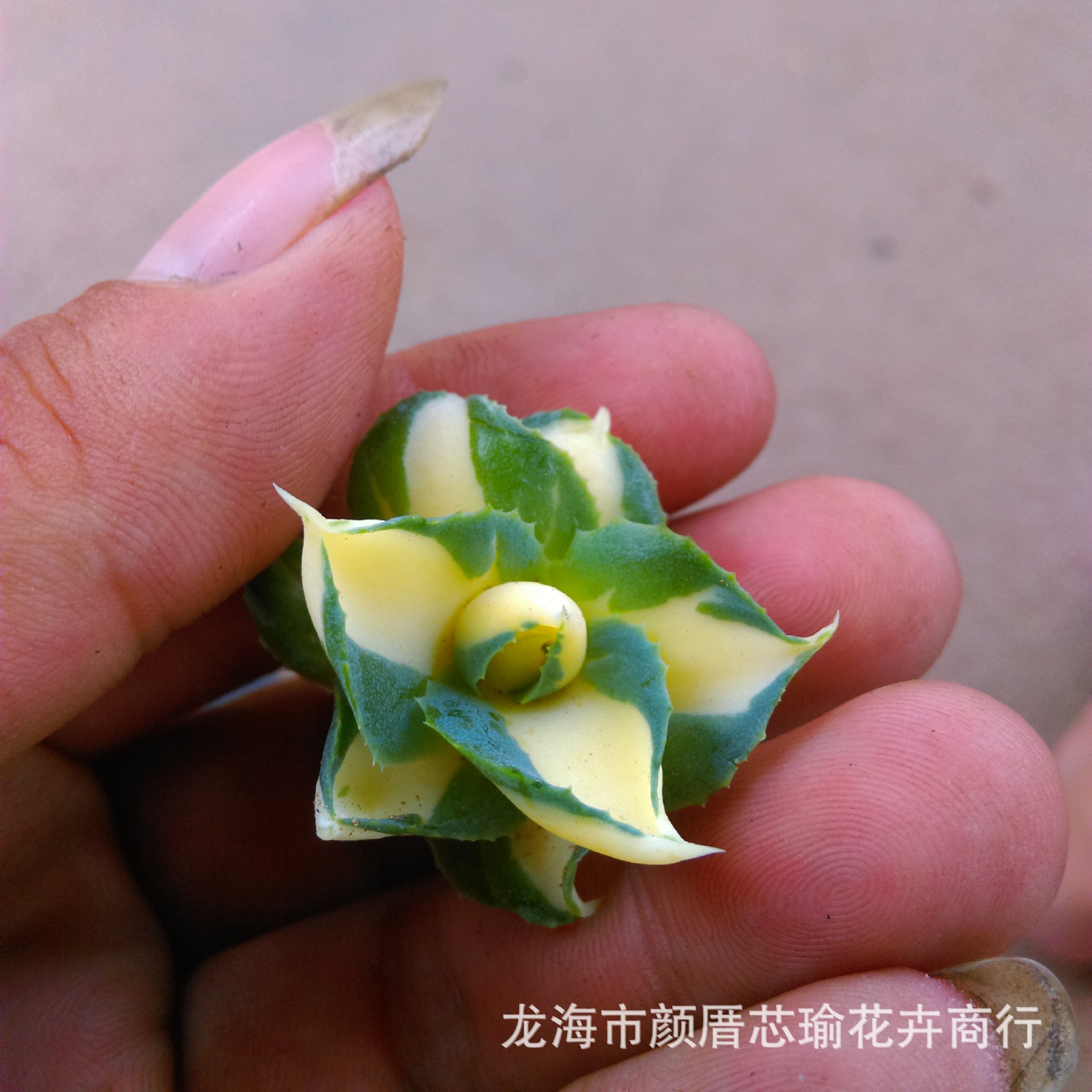 多肉植物批发黄中斑龙舌兰科变锦种特少有