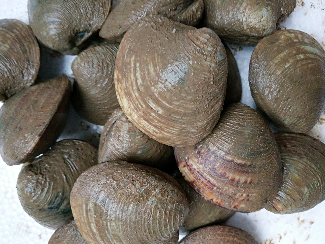 产地供应批发鲜活日月贝 月亮贝 四不像 海鲜贝类水产品 海贝