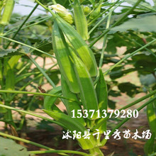 批发黄秋葵种子蔬菜种子咖啡黄葵越南芝麻羊角豆糊麻当年新种