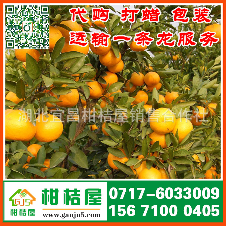 河南省济源市特早蜜橘产品展示