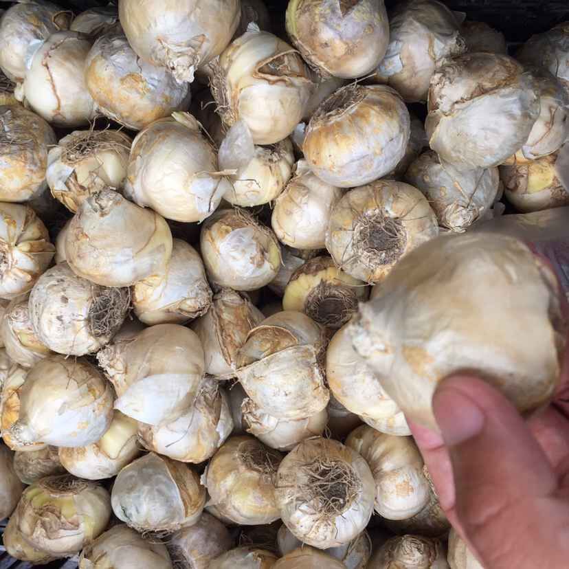 批发优质种球 石蒜 水培花卉 绿植 易成活 质优价廉 量大价优