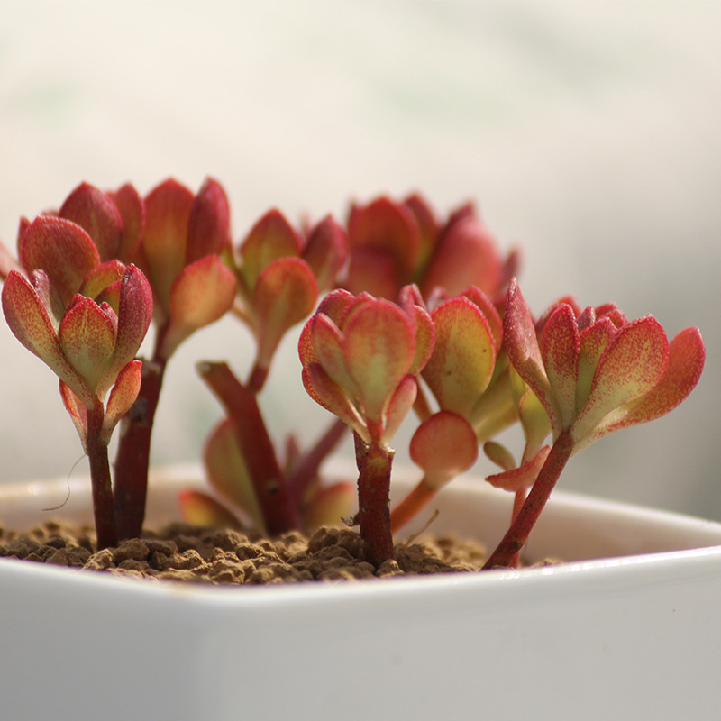 大量供应 多肉植物  火焰景天 桌面盆栽植物 防辐射盆栽