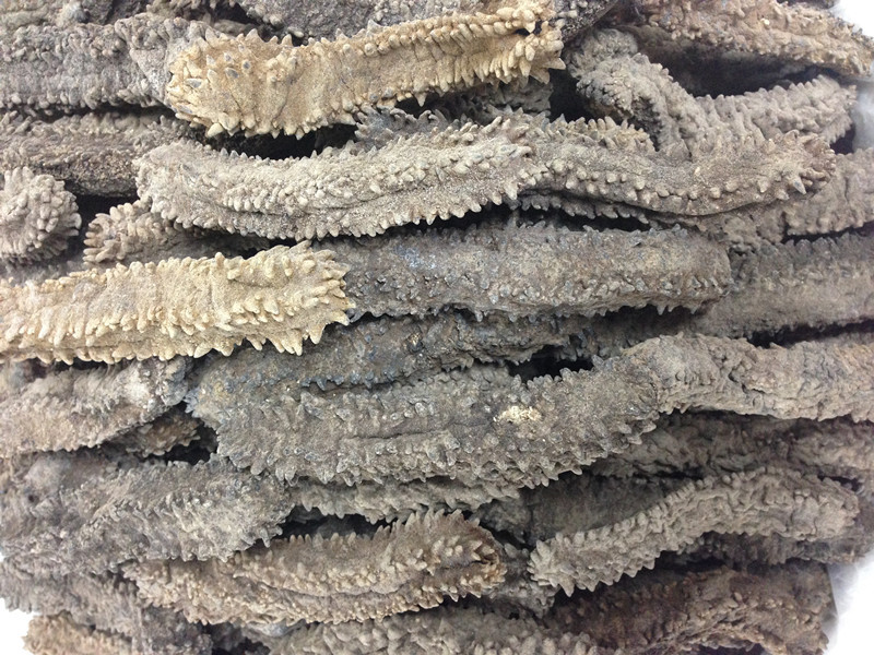 1吨方刺参足干刺好发大