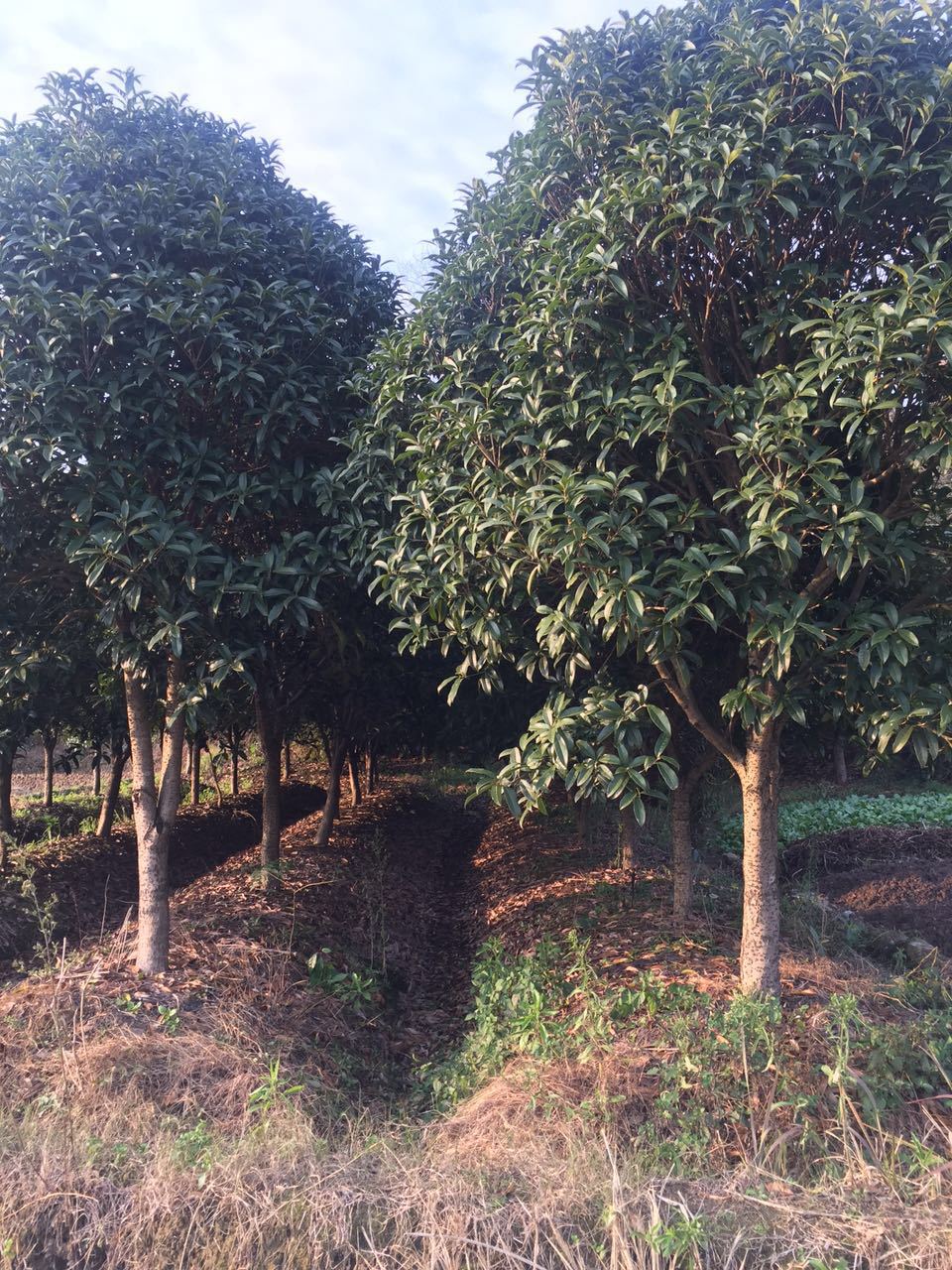 绿化八月桂花树工程桂花树】价格,批发,供应商厂家 - 台州市黄岩小法