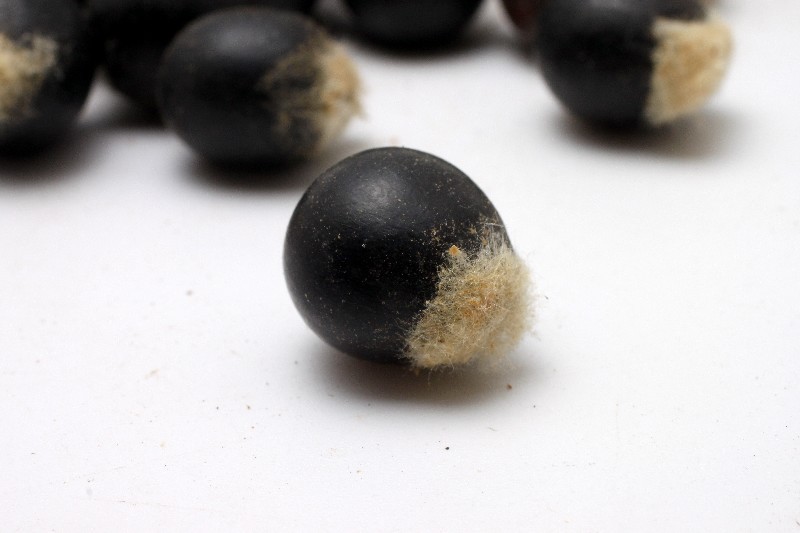 无患子菩提子 木患子菩提子原籽批发通货鬼见愁散珠佛珠通货