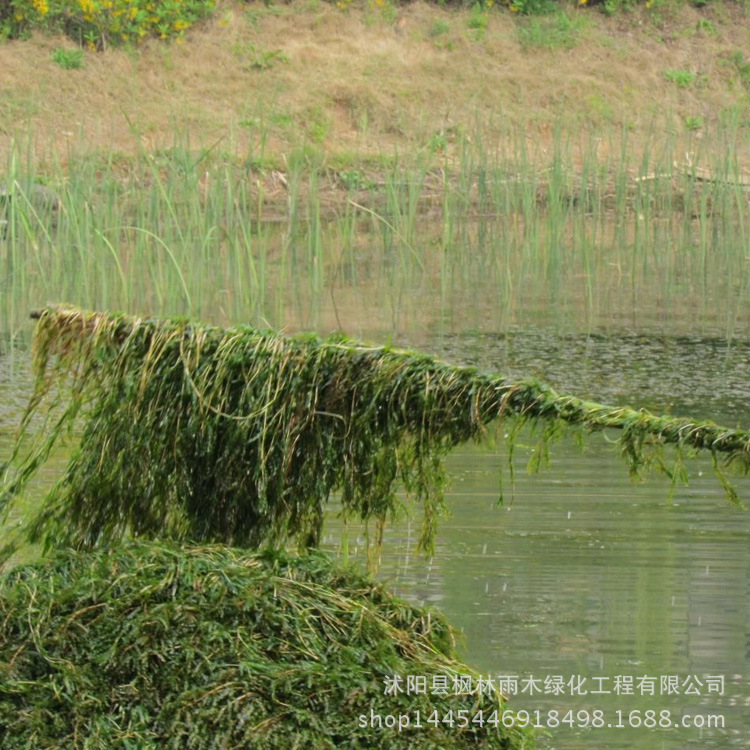 基地批发优质 沉水植物 菹草 水生植物 河道绿化 养鱼 养虾专用