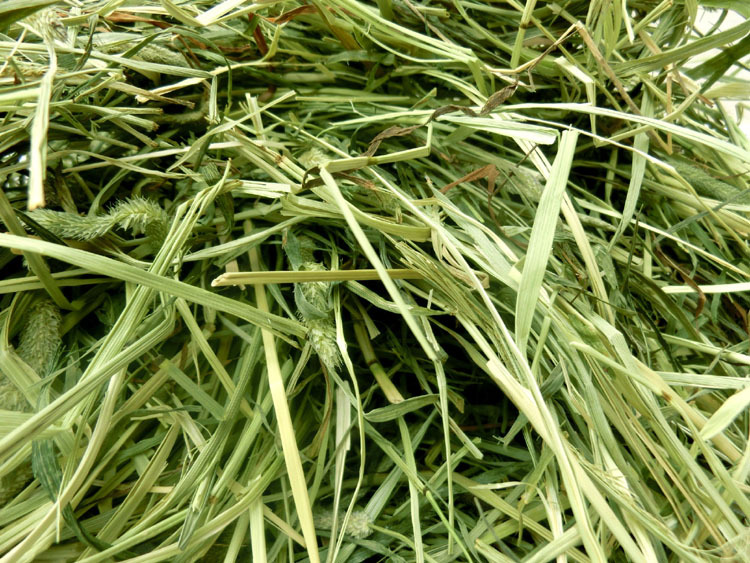 晒干提摩西草干草宠物兔子干草1kg主粮兔草龙猫牧草干40kg/捆起批