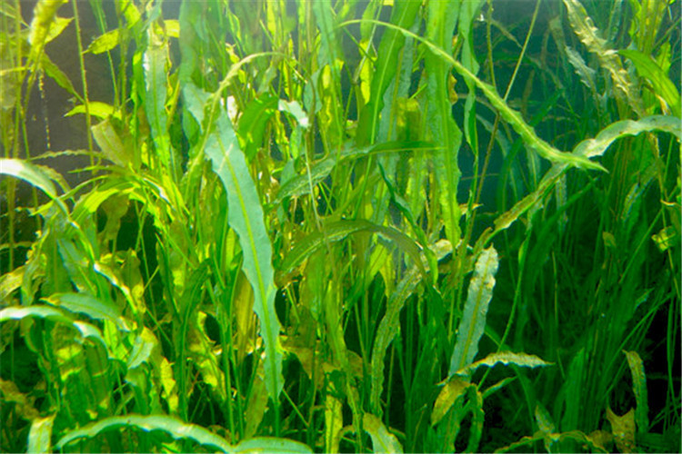 批发水生植物 眼子菜 沉水植物