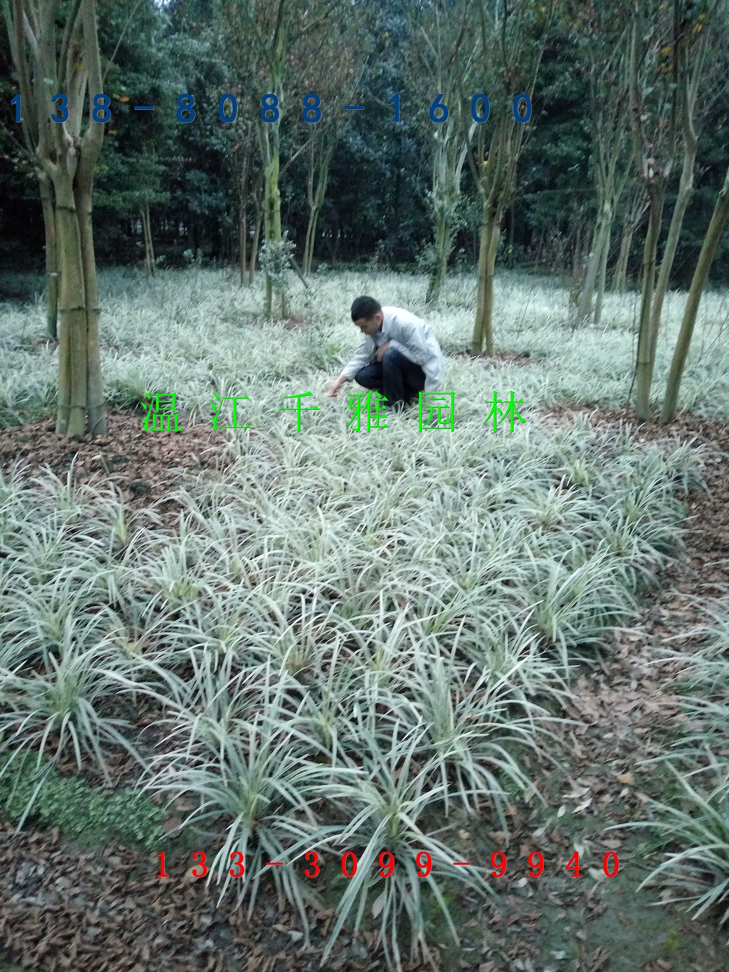 银边沿阶草 四川沿阶草 成都灌木 银丝草 沿阶草批发