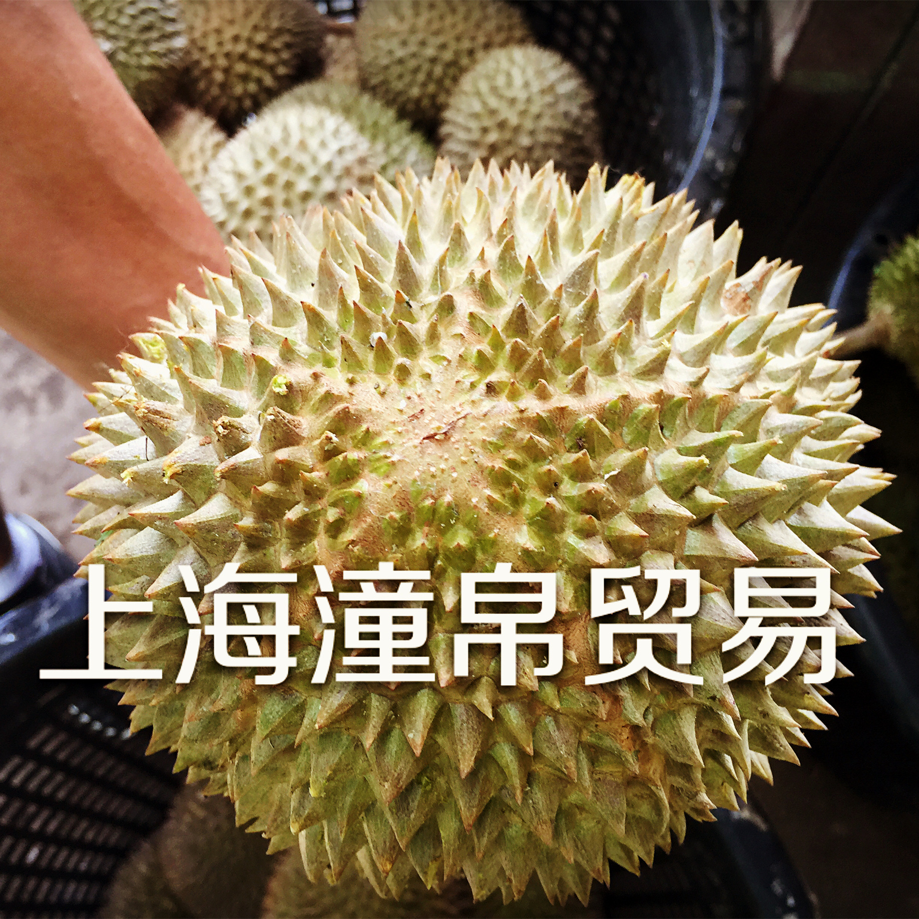 苏丹王d24榴莲卷 斑斓汁榴莲卷手工制作