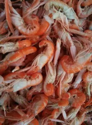 爪虾鹰爪虾狗红虾纯天然渤海海域的特色水产品批发零售
