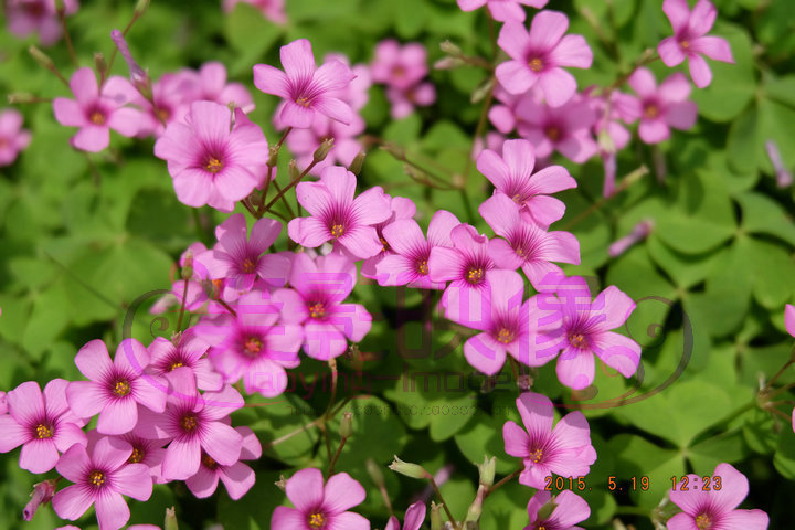 花卉苗圃树木花草绿化基地盆景植物拍摄图片出售 花草树木园林摄影