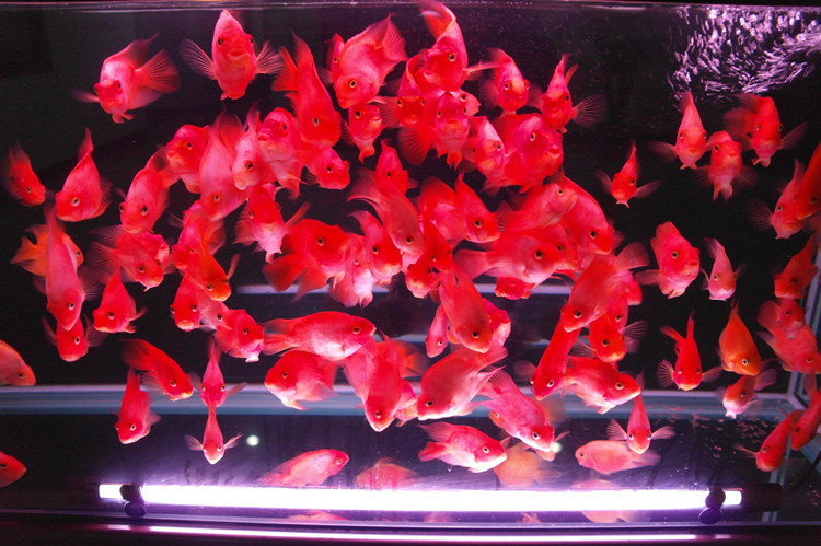 供应 热带观赏鱼中大型淡水活体 元宝血鹦鹉**财神发财鱼