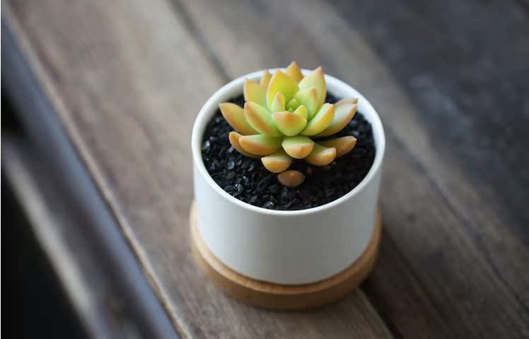 进口多肉 植物盆栽 黄丽肉肉办公室内绿植小盆栽花卉 多肉批发