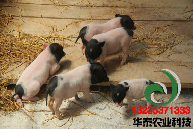 供应四川种猪场 小香猪苗 野香猪出售