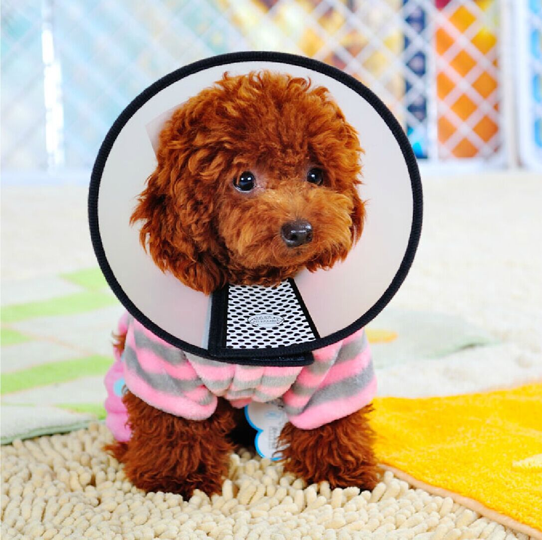 伊丽莎白防护圈 防护狗狗头套宠物美容罩 宠物喂药洗澡必需品