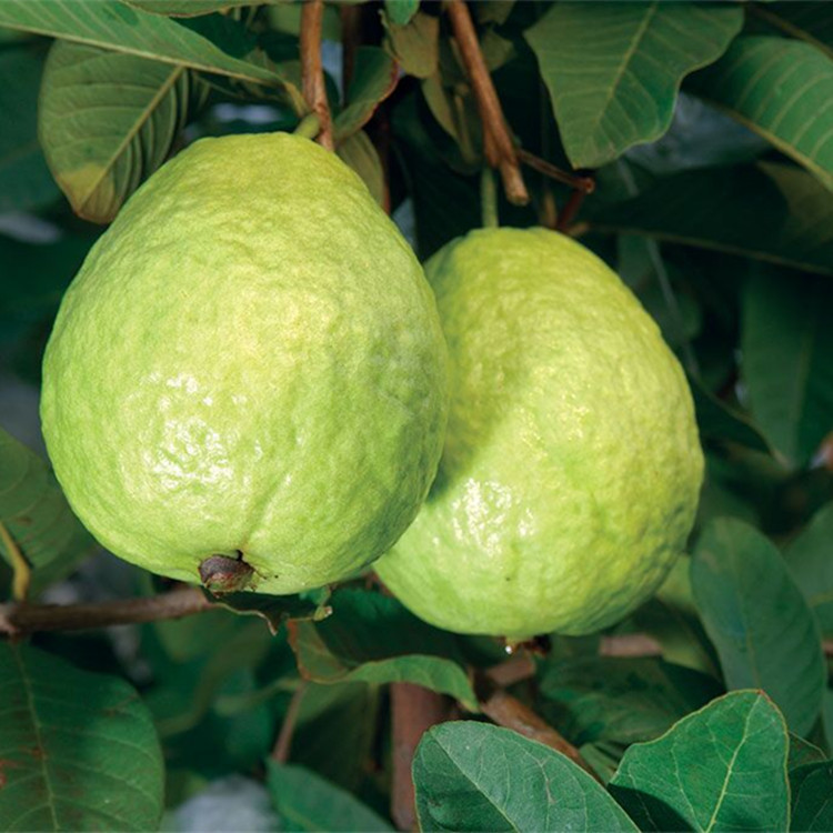 海南白心芭乐番石榴5斤装航空快递包邮果园新鲜直发