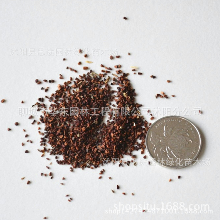 18元包邮 夜来香种子多少月见草种子 驱蚊香草 夜来香树苗