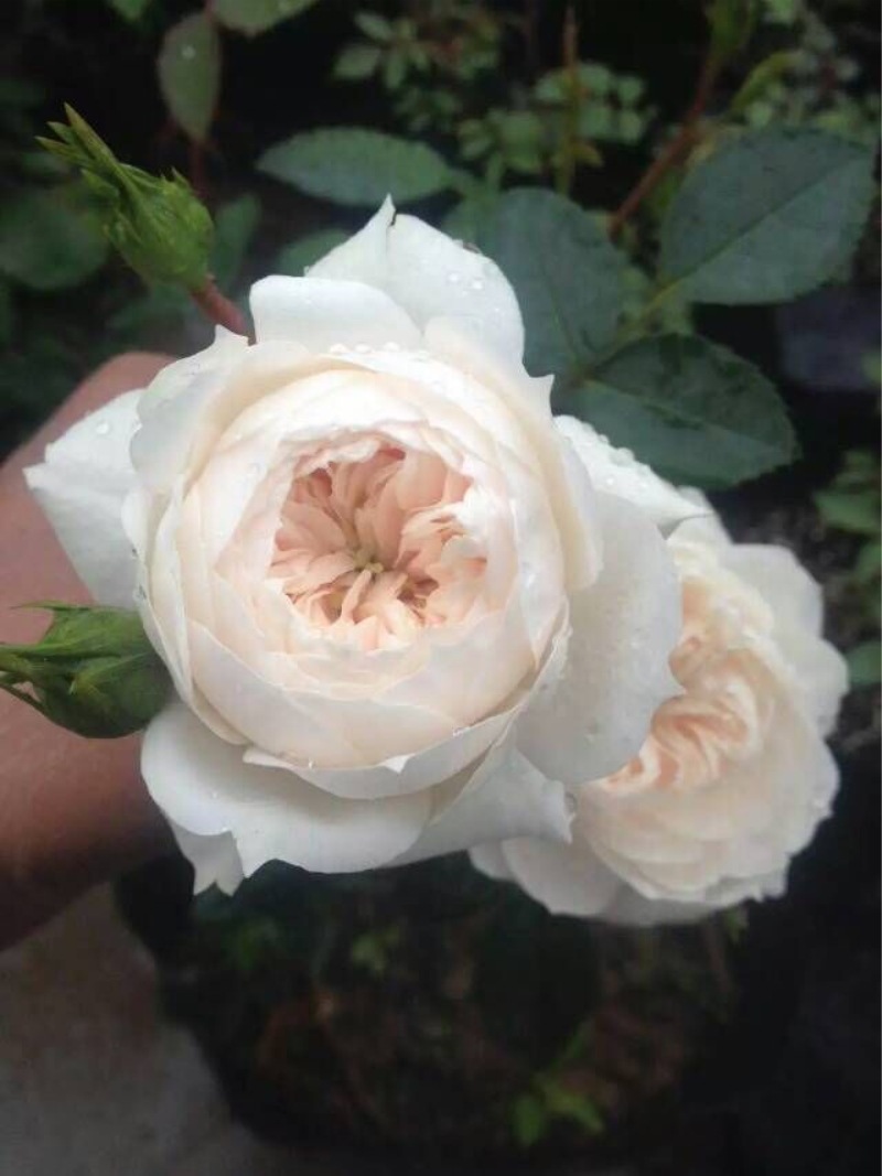 大量销售 高质量工程月季 丰花盆栽月季 香水白月季花