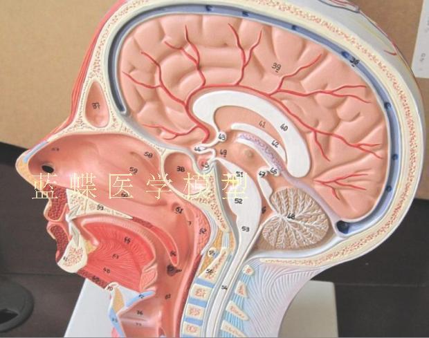 人体头骨带肌肉神经血管模型型 美容面部神经微整 头部医学解剖