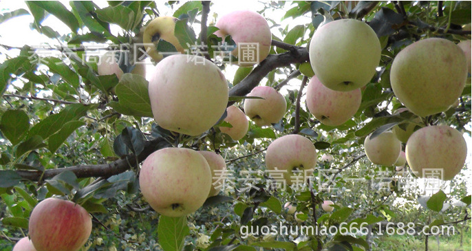 苹果苗