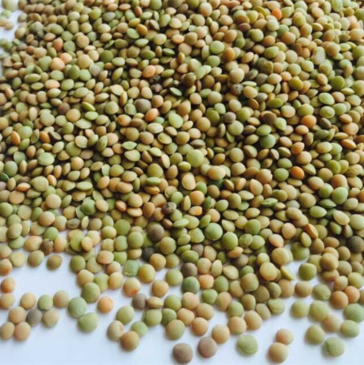 小扁豆甘肃产优质小扁豆农家小扁豆绿扁豆芽苗菜种子扁豆