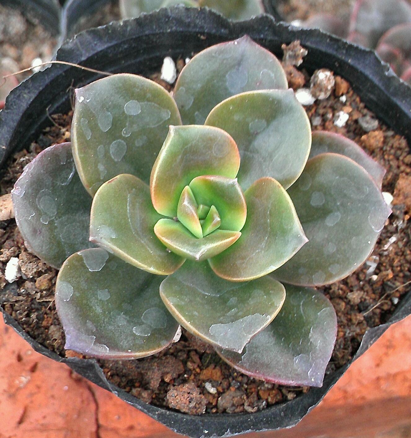 新品上市 【巧克力方砖】 多肉植物批发 经典黑色微景观制作