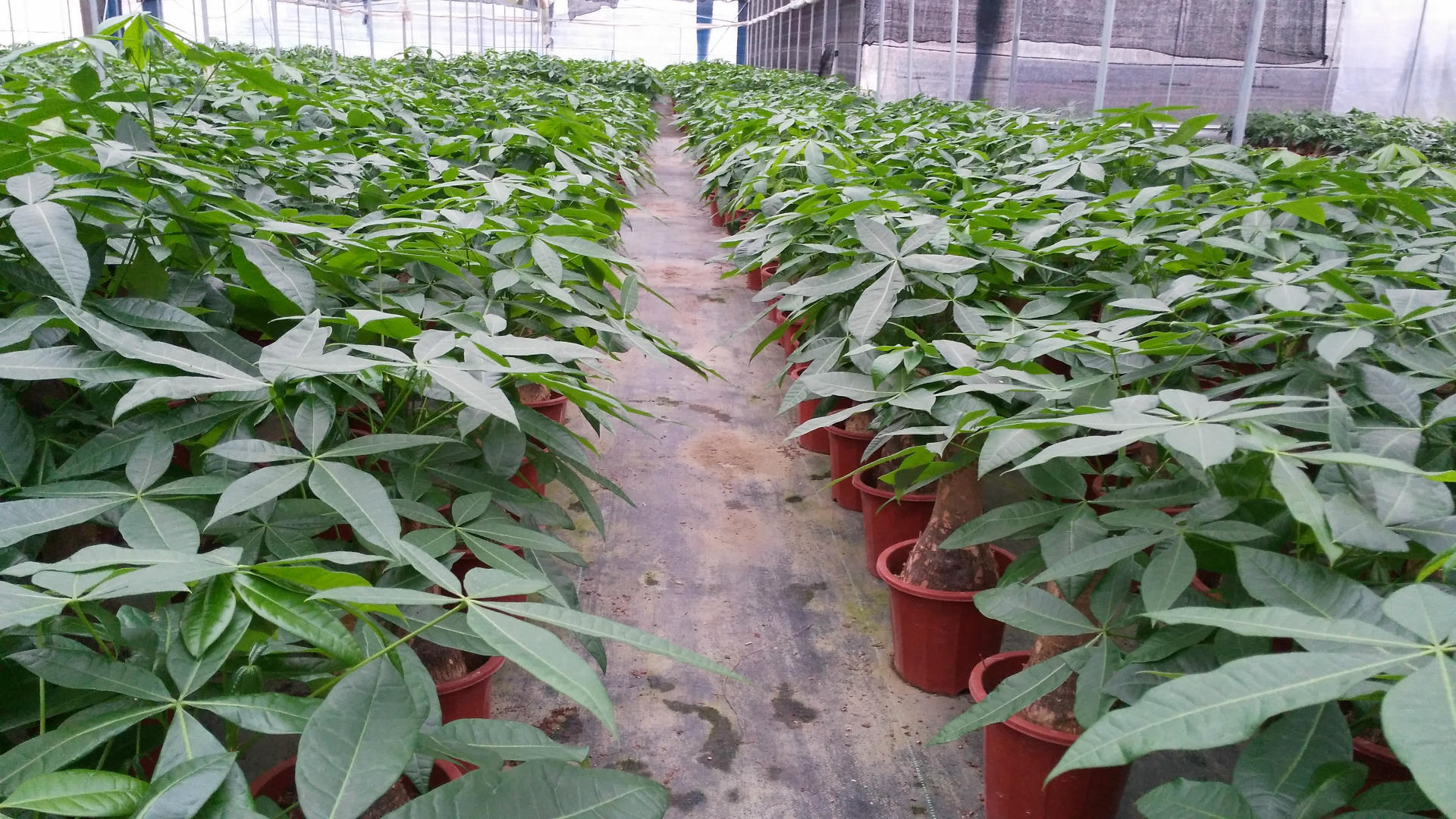 园林庭院花卉盆景室内环境绿化时尚小盆栽a300单杆发财树