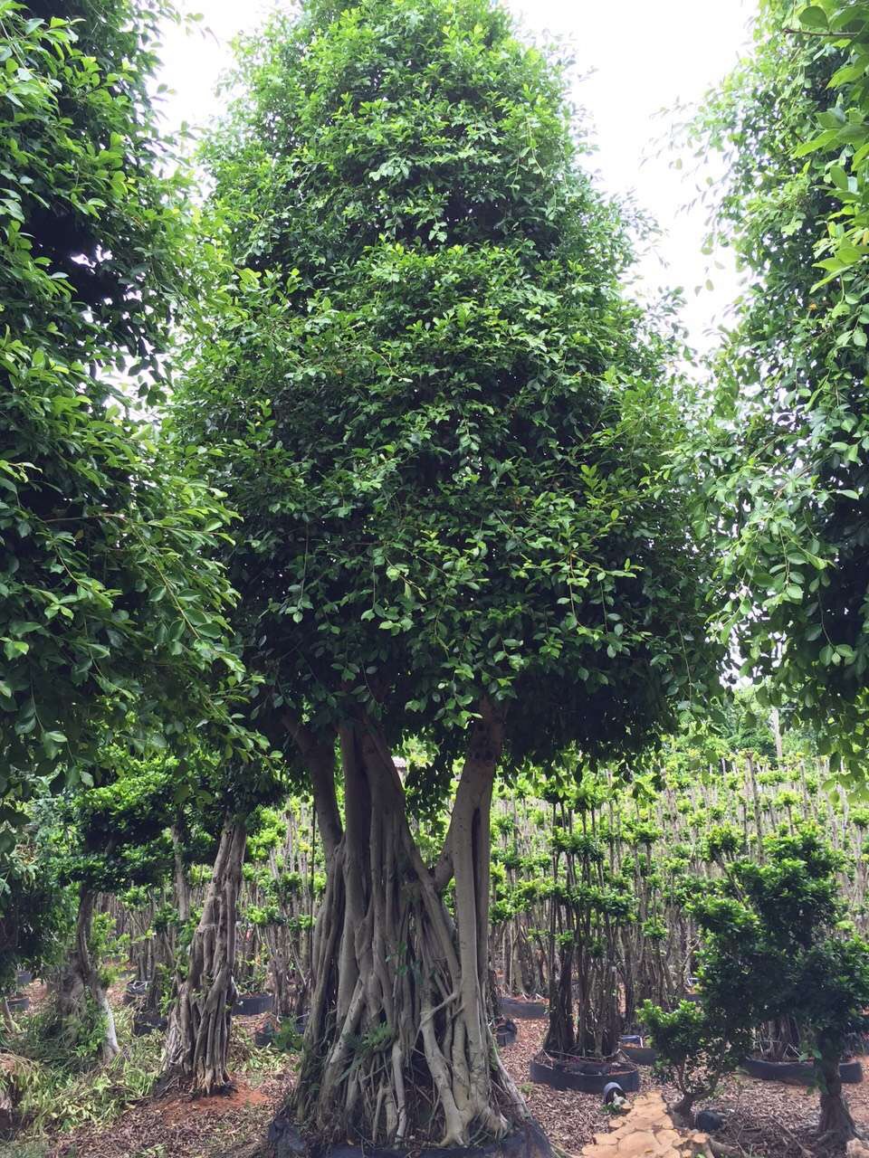 供应精品小叶榕,细叶榕,树桩榕树,景观绿化榕树