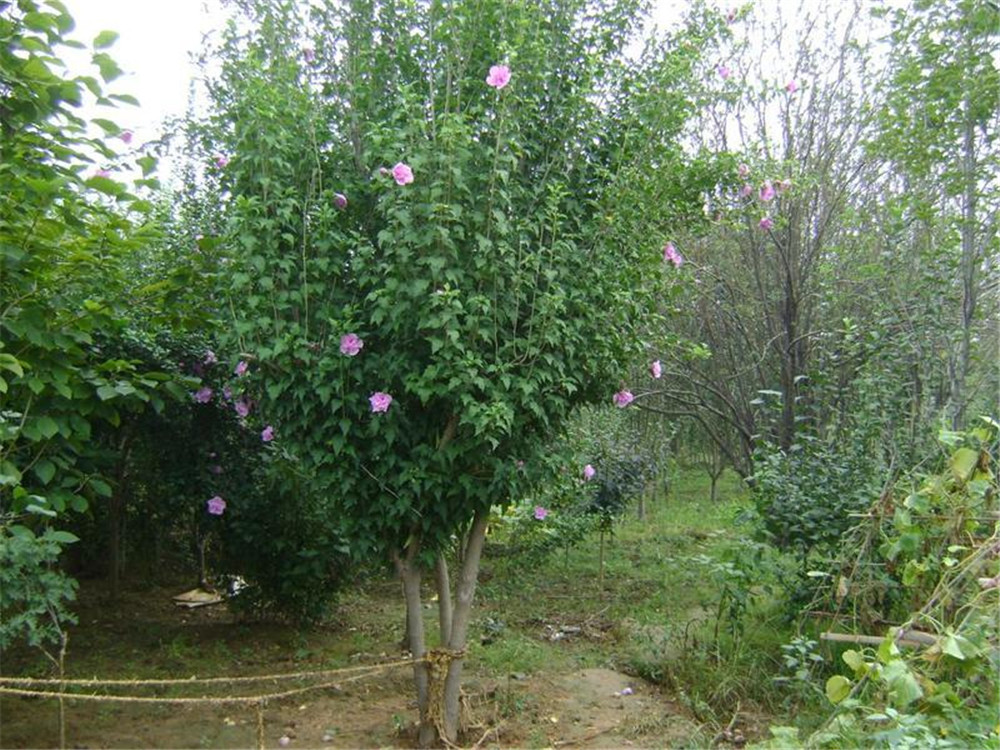 常年批发供应木槿花苗 红花纯瓣木槿树苗 绿化苗木槿小苗%