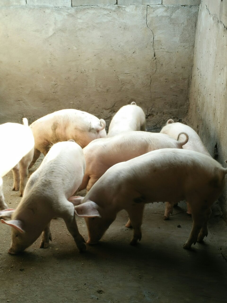 育肥瘦肉型仔猪苗猪三元仔猪批发价格