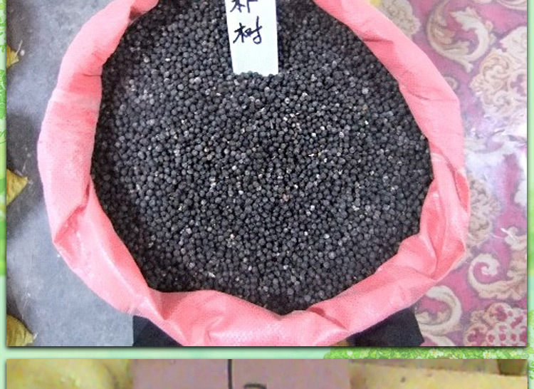 新采小叶朴树种子沙朴种子珊瑚朴厚朴批发大叶朴树种子