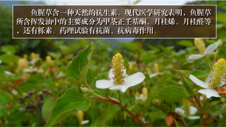 厂家直销中药材种子 鱼腥草种子 折耳根种子