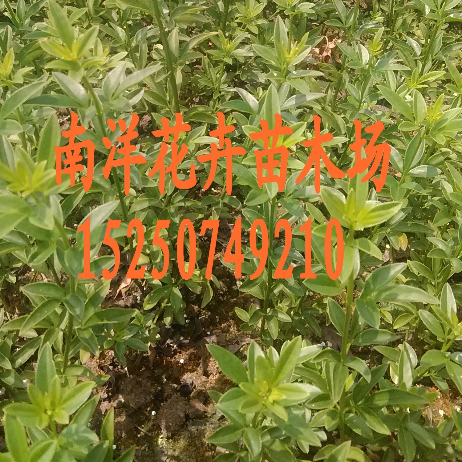 基地直销 黄馨小苗 云南黄素馨 规格齐全批发供应 工程绿化苗木